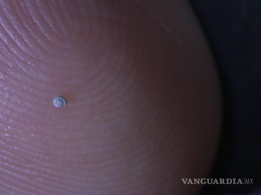 $!Esta nueva especie de caracol fue ubicado en la zona de Los Chorros, en la Región Sureste de Coahuila.