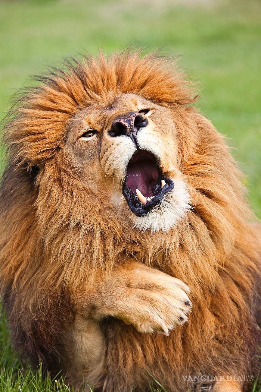 $!Comedy Wildlife Photography Awards: Los momentos más graciosos del mundo animal