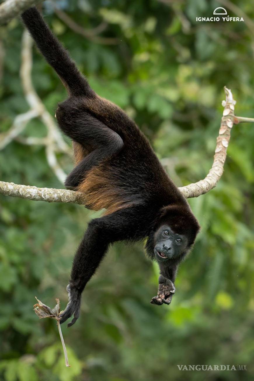 $!Calakmul ¿Por qué la Unesco considera espectacular esta selva de México?