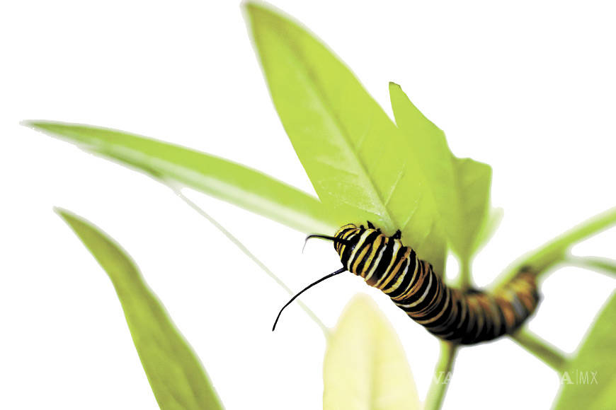 $!Crean Santuario de la mariposa monarca en Parque Las Maravillas, un hábitat de protección en Saltillo
