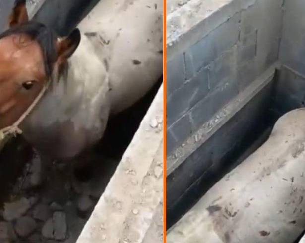 Se ignora cómo el caballo fue a dar al fondo del sepulcro; fue rescatado sin lesiones aparentes.