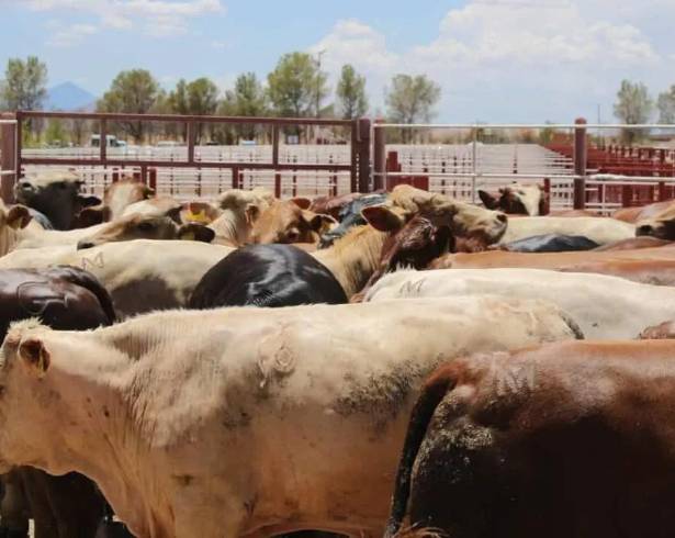 Debido a las restricciones de EU, Coahuila ha dejado de exportar 100 mil cabezas de ganado al vecino país del norte.