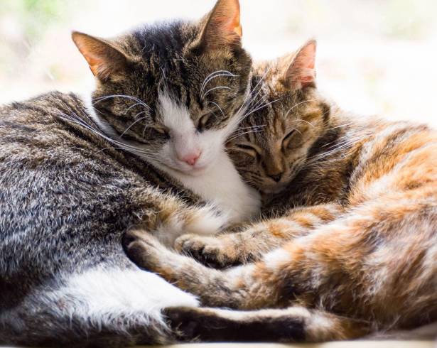 El cepillado de los gatos no es solo una cuestión estética: es una práctica esencial para su salud integral y también para el bienestar del entorno en casa.