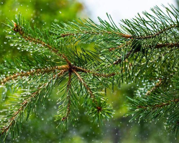 El SMN prevé lluvias fuertes en el sureste, vientos intensos en el norte y temperaturas de hasta 45 °C en diversas regiones del país este 14 de marzo.