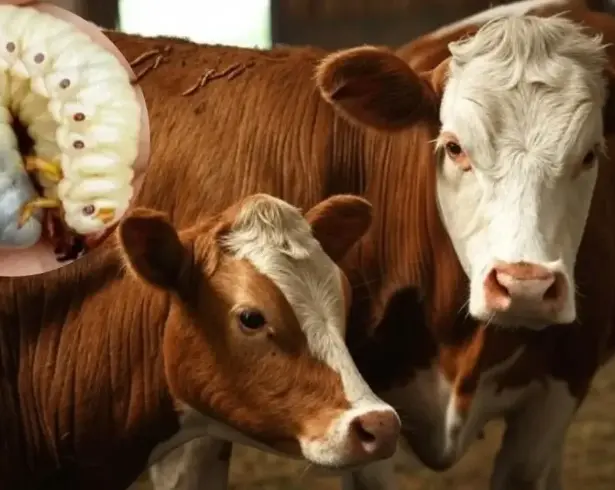 Ganaderos de Piedras Negras, Guerrero e Hidalgo fueron exhortados a reportar cualquier anomalía en sus animales para permitir una intervención rápida de las autoridades sanitarias.