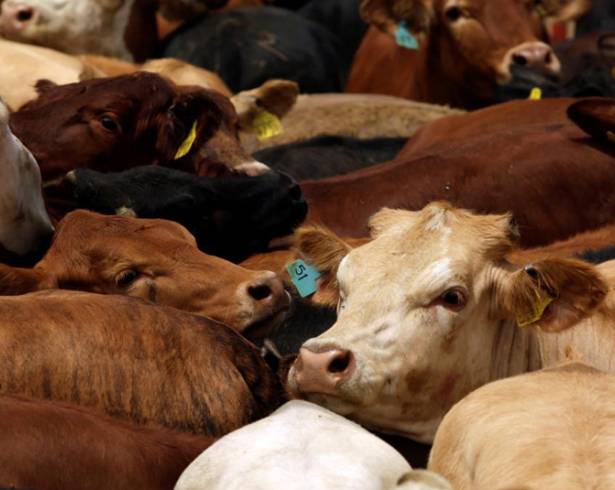 La Unión Ganadera Regional de Coahuila alerta que la plaga ha frenado exportaciones y generado pérdidas sin precedentes.