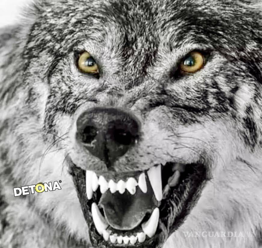 $!Entre lobos, nomás los aullidos se oyen, bueno, también las mordidas