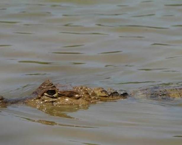 Un caimán de gran tamaño fue reportado unos 400 metros río arriba de la Isla del Mudo; Protección Civil de Piedras Negras pidió no ingresar al Río Bravo y mantiene vigilancia en el sector.