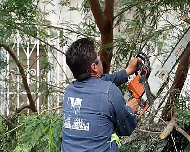 Las lluvias y ráfagas de viento han provocado la caída de árboles y ramas en distintos sectores de Monclova.