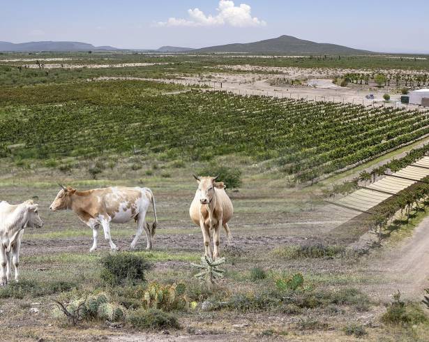 Custodios de su propia tierra
