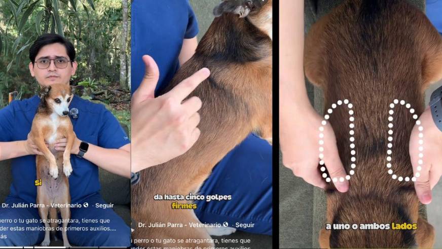 No introduzcas los dedos a ciegas en la garganta de un perro o gato, pues podrías empeorar la obstrucción.