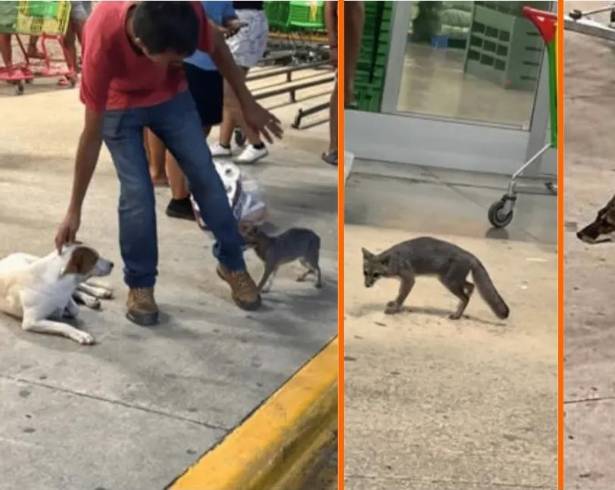 Autoridades de Quintana Roo está buscando a las personas que tuvieron contacto con una zorra gris, la cual dio positivo a rabia después de lastimar a una menor.