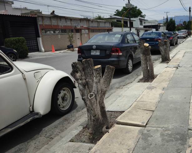 La tala de siete árboles tipo trueno en la colonia República de Saltillo será sancionada por el Gobierno Municipal.