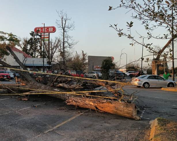 La Dirección de Medio Ambiente dijo que las acciones forman parte de un plan de mantenimiento de la plaza.