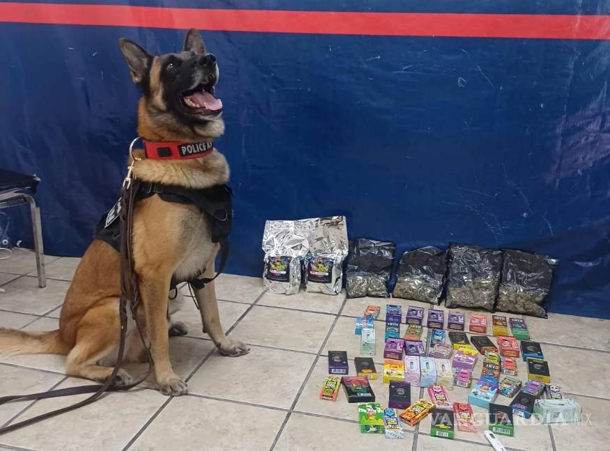 $!Binomios caninos realizan inspecciones en centros de distribución de paquetería.