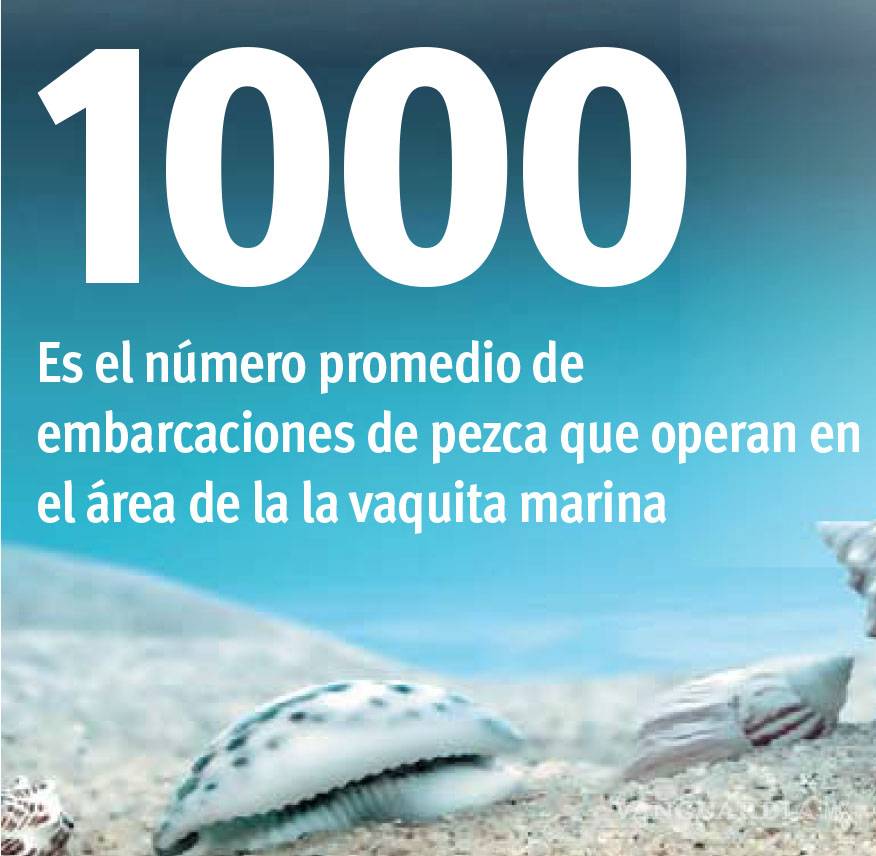 $!¿Adiós a la vaquita marina?
