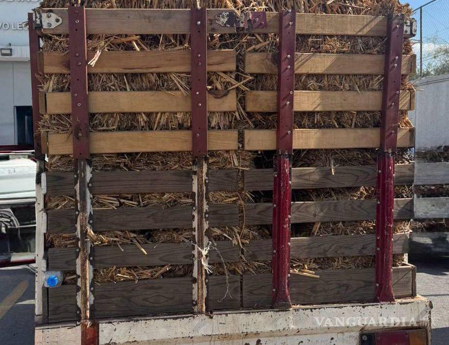 Cae hombre con 200 kilos de enervante oculto entre pacas de paja, en Nuevo León