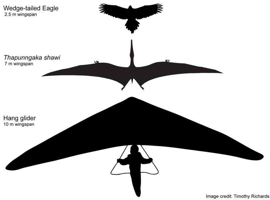 $!Esquema hipotético de Thapunngaka shawi con una envergadura de 7 metros (m), junto a un águila de cola de cuña (2.5 m de envergadura) y un ala delta (10 m de ‘envergadura’). EFE/Tim Richards/Universidad de Queensland