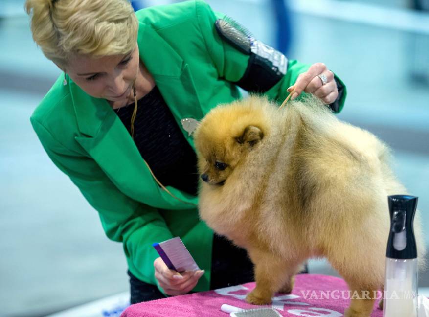 $!Westminster Dog Show: La fiesta más perrona de EU