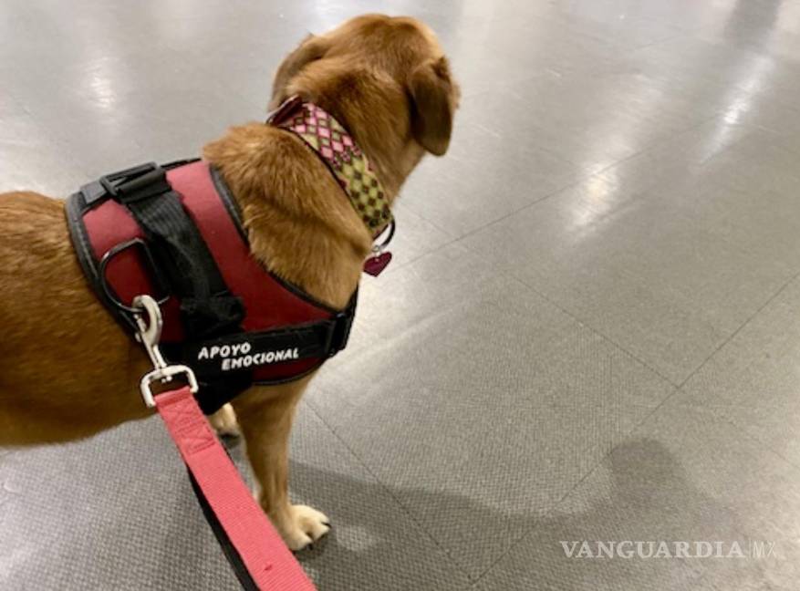 $!Foto tomada en Terminal 2 Aeropuerto CDMX. Los perros son apoyo emocional, los gatos van más allá de eso.