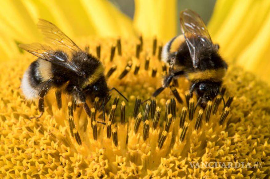 $!326 colonias de abejas murieron en el sureste de México en 2018