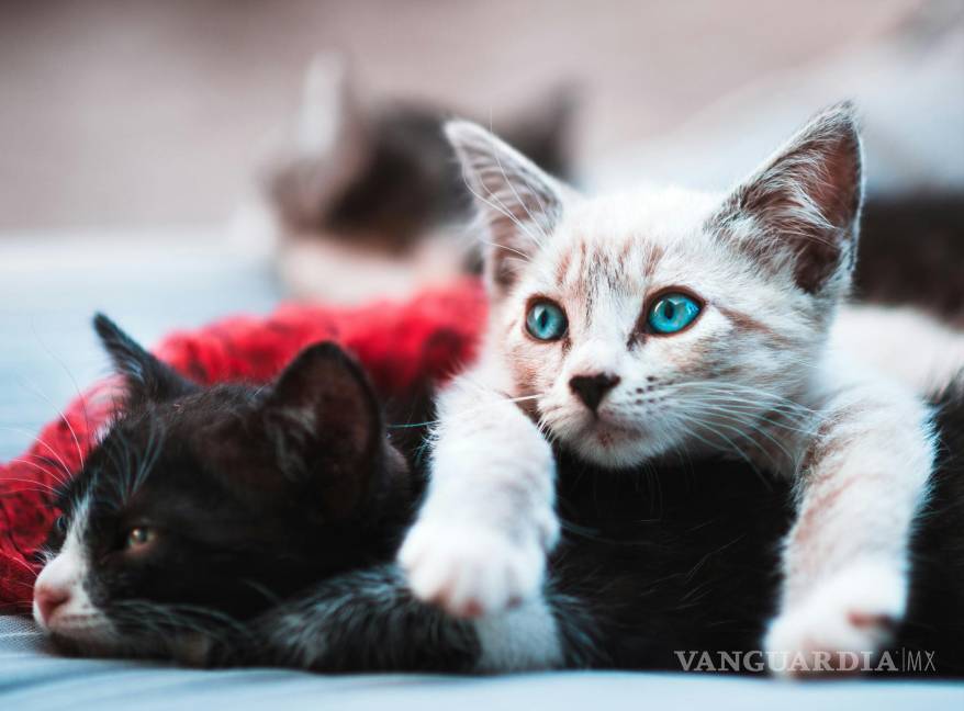 $!A diferencia de otros animales de compañía, los gatos requieren menos atención y cuidado.