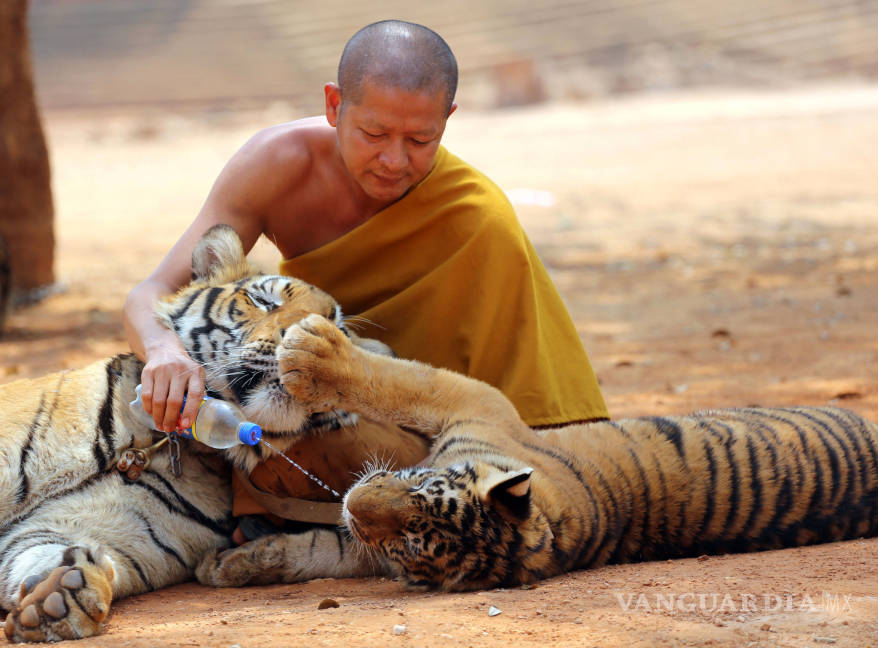 $!Rescatan a 137 tigres de un templo budista en Tailandia
