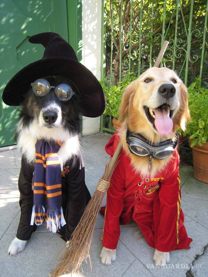 $!Ideas para disfraces de Halloween... ¡tu mascota lucirá adorable!