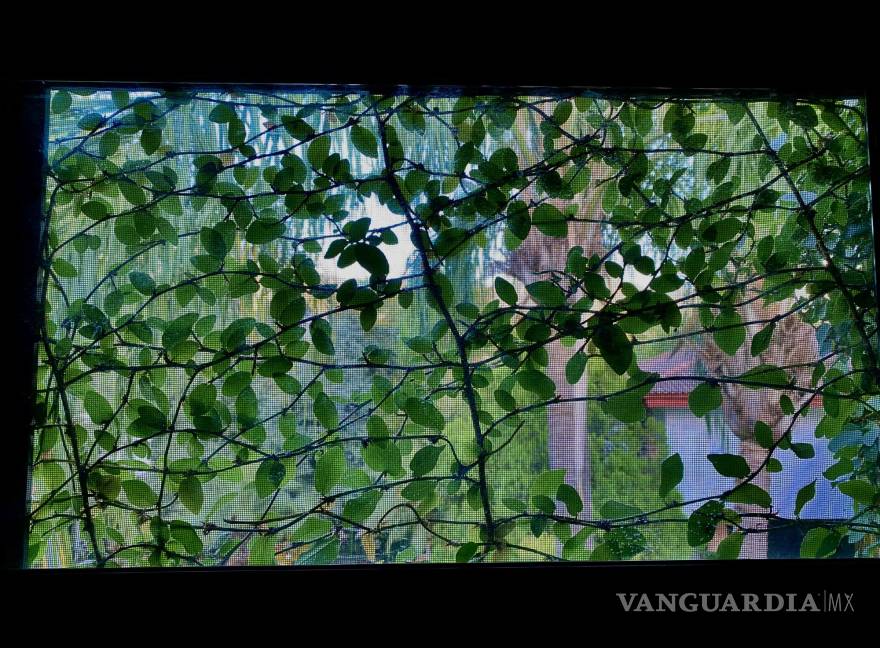 $!De pronto este mundo se me hace ajeno y he querido varias veces aislarme de él.