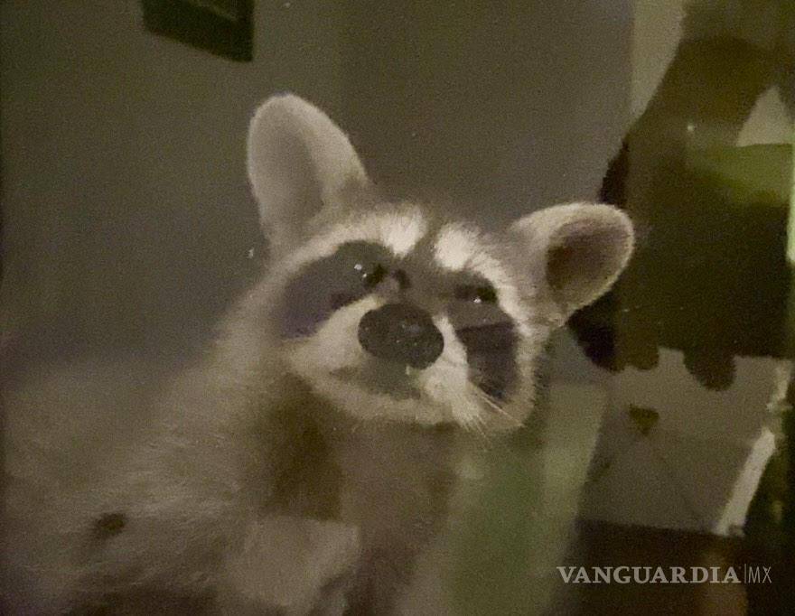 $!Este fue el mapache que vino a visitarme de madrugada.