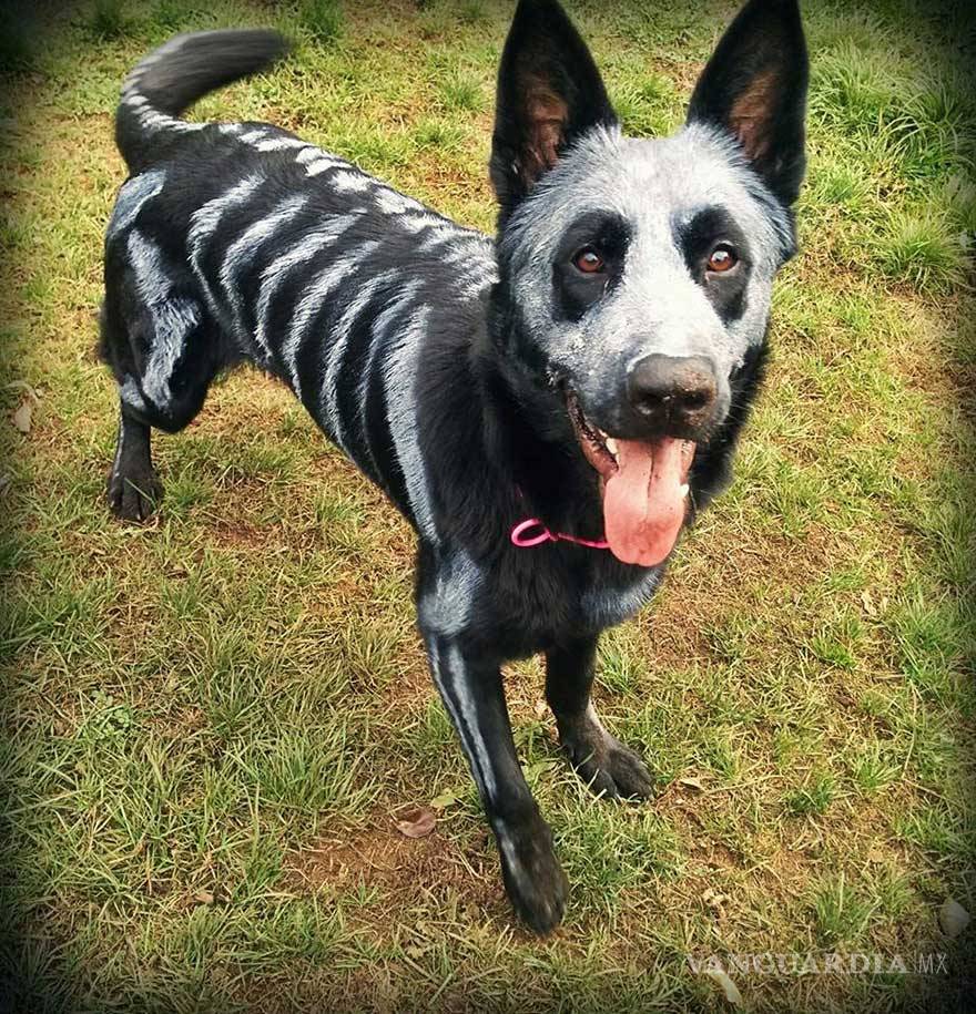$!Ideas para disfraces de Halloween... ¡tu mascota lucirá adorable!