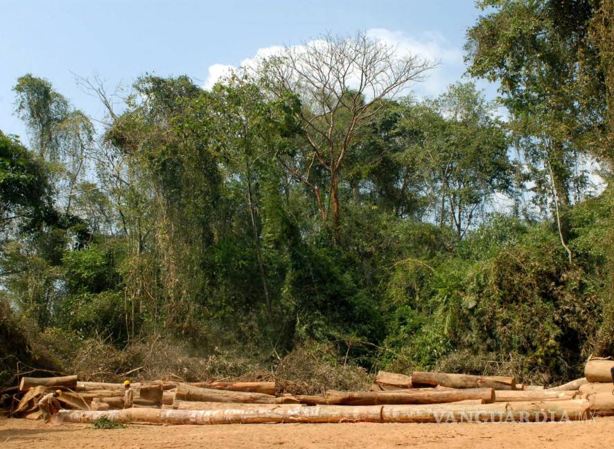 $!Dos trabajadores indígenas talan un árbol de gran tamaño en la comarca indígena Embera-Wounaan de La Pulida, Panamá.