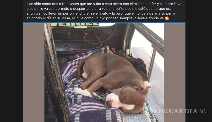 $!Saltillo: perro que ‘viaja’ en combi causa polémica; el chofer es su dueño y lo lleva para cuidarlo