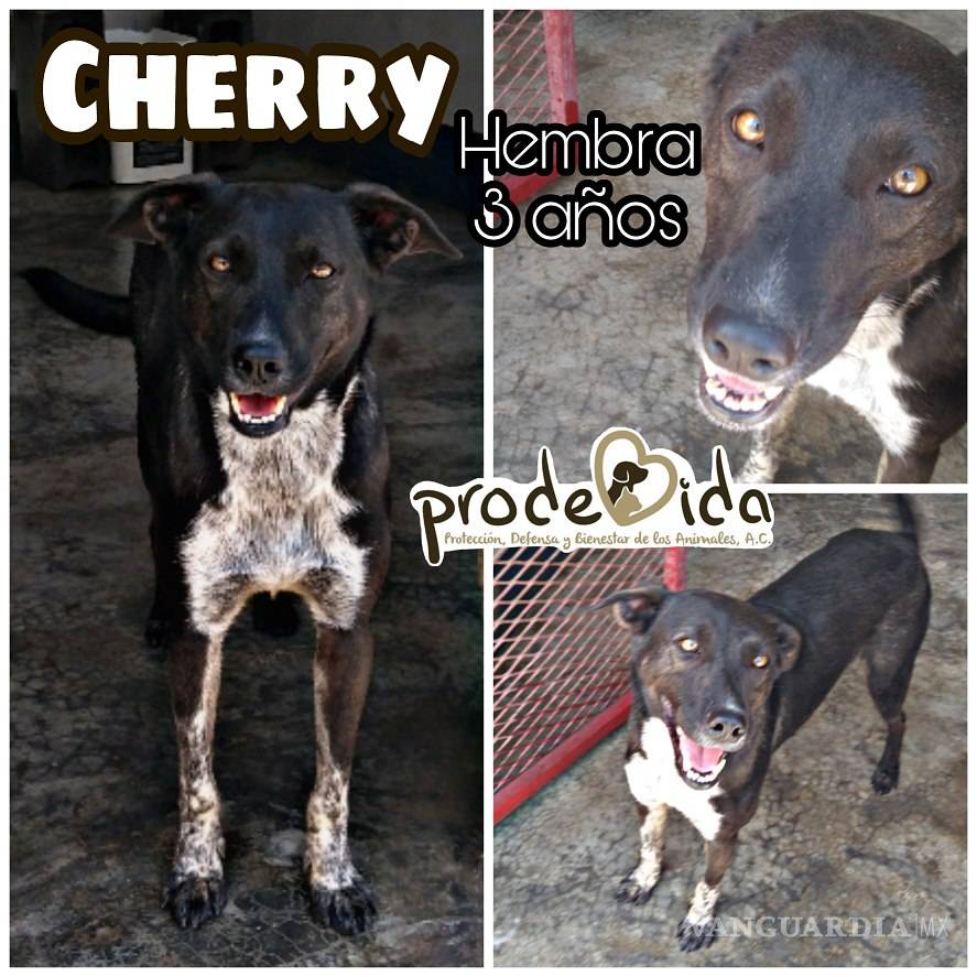 $!¿Estás buscando adoptar? Conoce a estos adorables lomitos