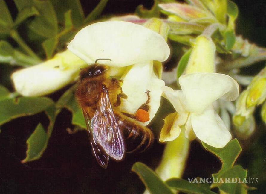 $!Un ejemplar de abeja negra canaria libando una flor. EFE/Elias González