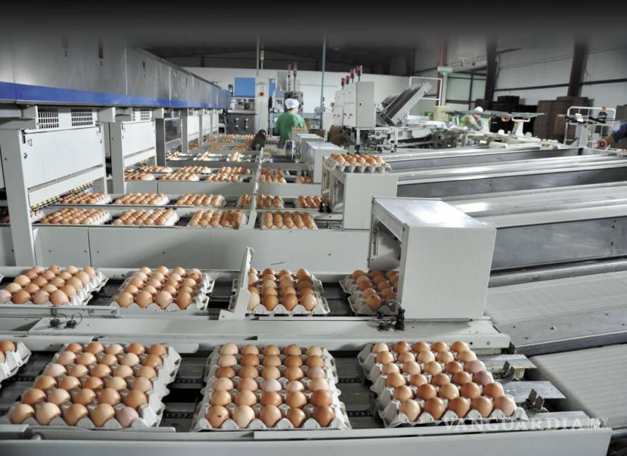 $!Actualmente, Proan registra una producción diaria promedio de 30 millones de huevos.