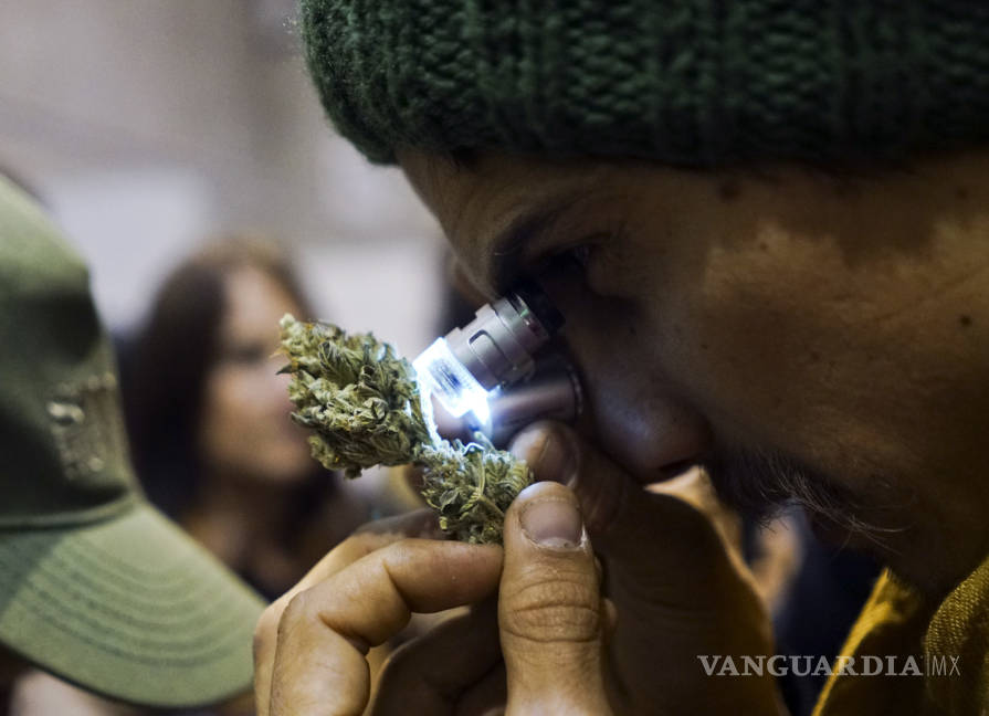 $!Concurso en Uruguay elige las mejores muestras de mariguana