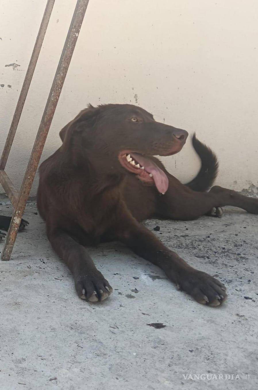 $!La familia de Kenai extendió su búsqueda hacia sectores cercanos al bulevar Otilio González y pidió reportar cualquier avistamiento al 844 186 7623.