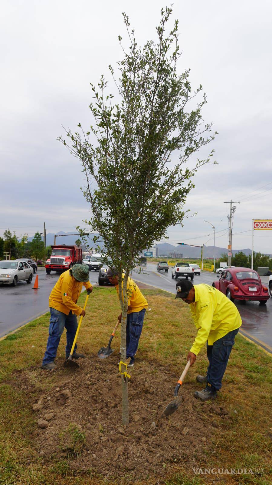 $!Comienza reforestación en el bulevar Colosio de Saltillo
