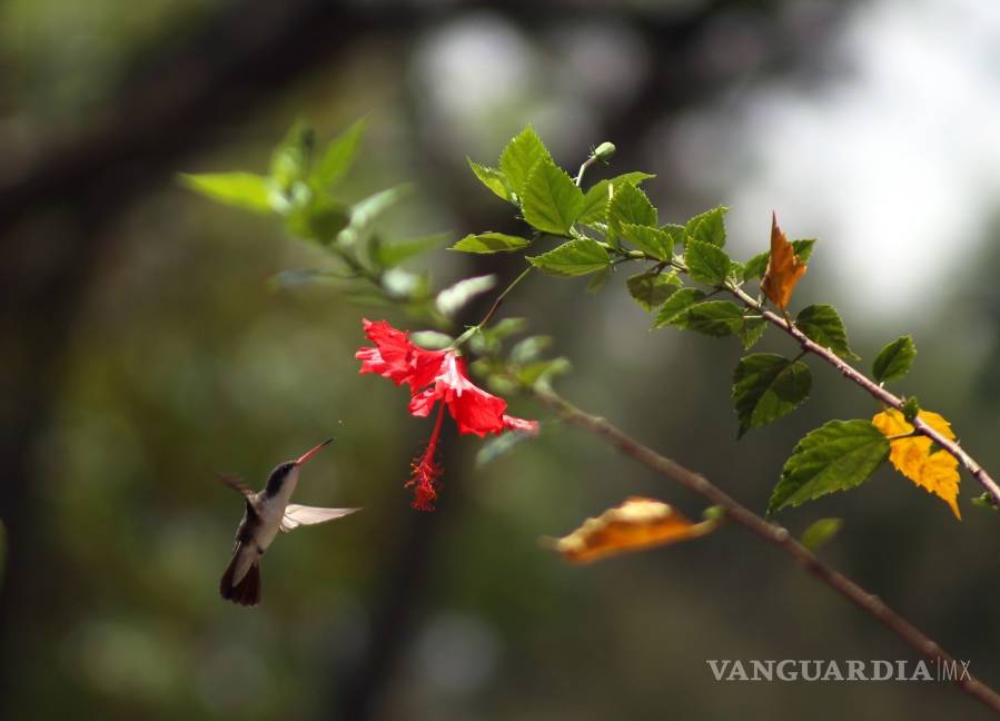 $!¿Sabías que los colibrís ven colores que nosotros no podemos percibir?