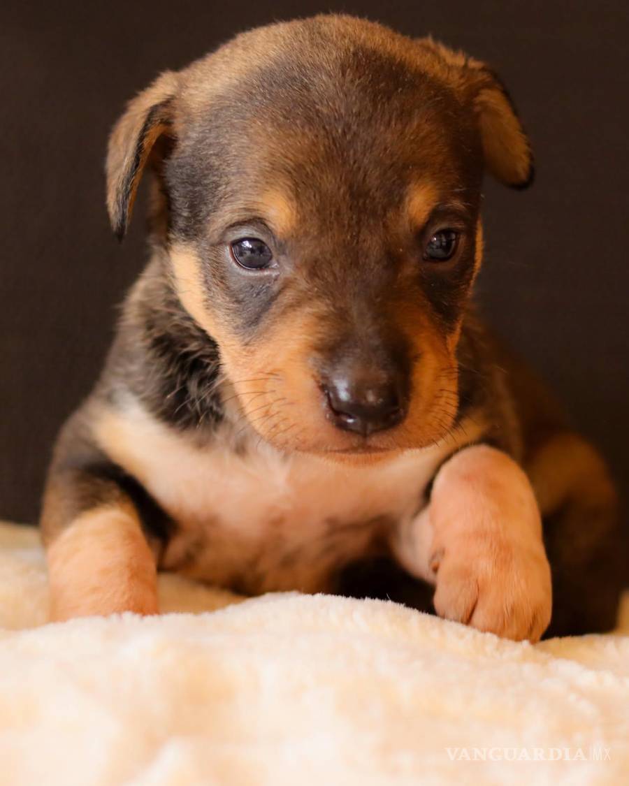 $!Tremendo. Juguetón. Mordelón. Y un poco miedoso. Cuando bebé, le gustaba acurrucarse en lugares calientitos y esconder la cabeza entre las cobijas. Lo adoptó una familia al sur de Saltillo que le compró cama, lo llena de abrazos, y juega con el niño de la casa. Ahora se llama Panchito.