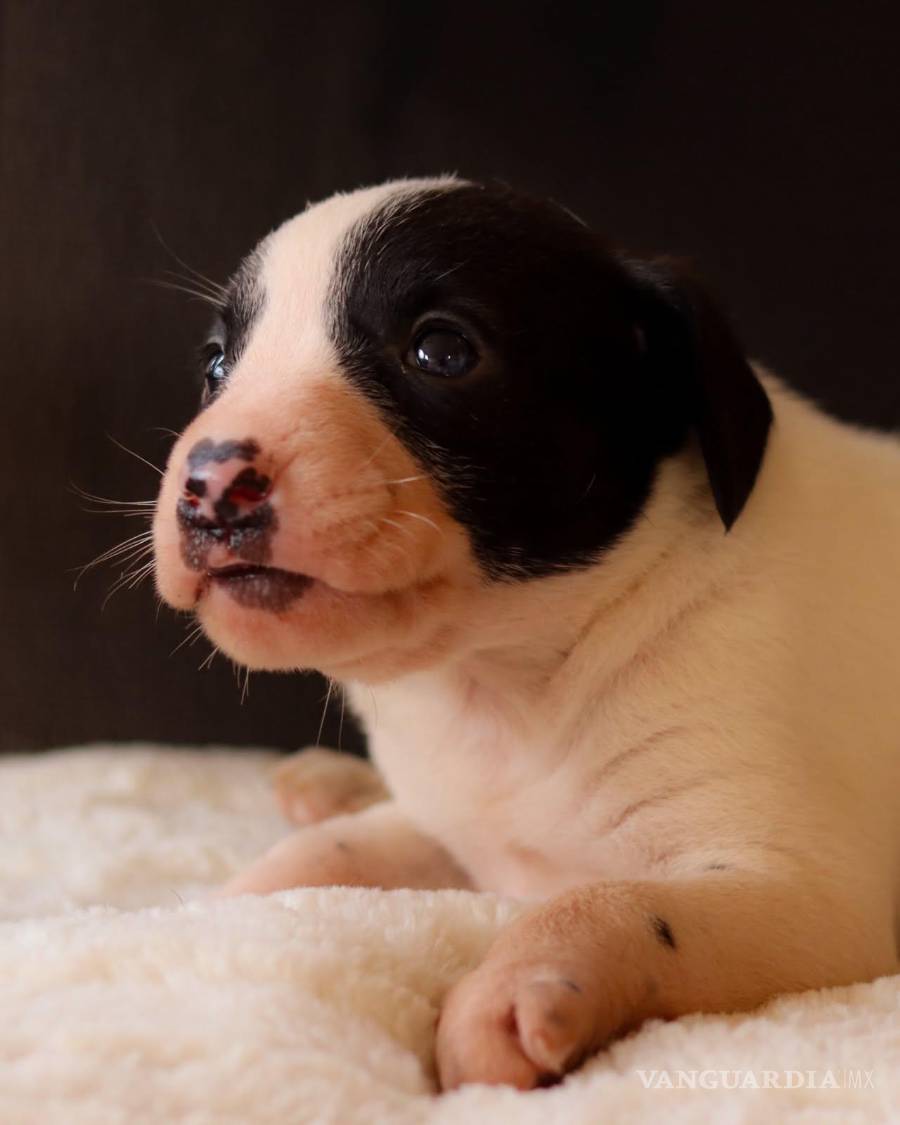 $!Corazón, una de los bebés de Jacinta, fue cuidada en el hogar temporal antes de ser adoptada. Su primer nombre fue por la mancha que se le hace en su nariz que, desde cierto ángulo, parece un corazón. La tercera en encontrar a su familia. Ahora se llama Mica.