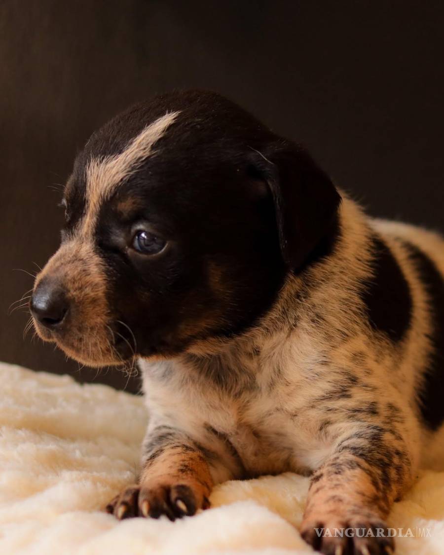 $!Vaquita fue una de las cachorras de Jacinta. Su adopción formó parte de la despedida que dejó a su mamá buscando todavía un hogar definitivo. La primera en ser adoptada. Su nueva familia la nombró Lucha. Tiene una hermanita perrita con quien juega todo el tiempo.