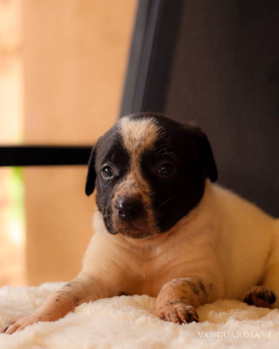 $!Pinta creció junto a sus hermanos en el hogar temporal, donde los cachorros empezaron a caminar, jugar y descubrir el mundo. No le tenía miedo a nada. Jugaba por igual con perros más grandes, hacía remolinos con las hojas del jardín, se recostaba con Jacinta a tomar el sol y daba muchos besitos. Encontró a su nueva familia en Monterrey en donde vive adentro de la casa, pero tiene un patío para jugar con otra perrita.
