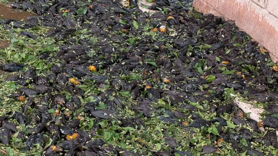 Decenas de aves sin vida quedaron esparcidas en calles y banquetas de Lerdo tras la intensa granizada que azotó la región durante la noche del sábado.