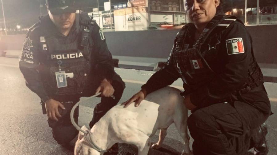 Oficiales aseguraron al can para evitar un accidente en la vialidad.