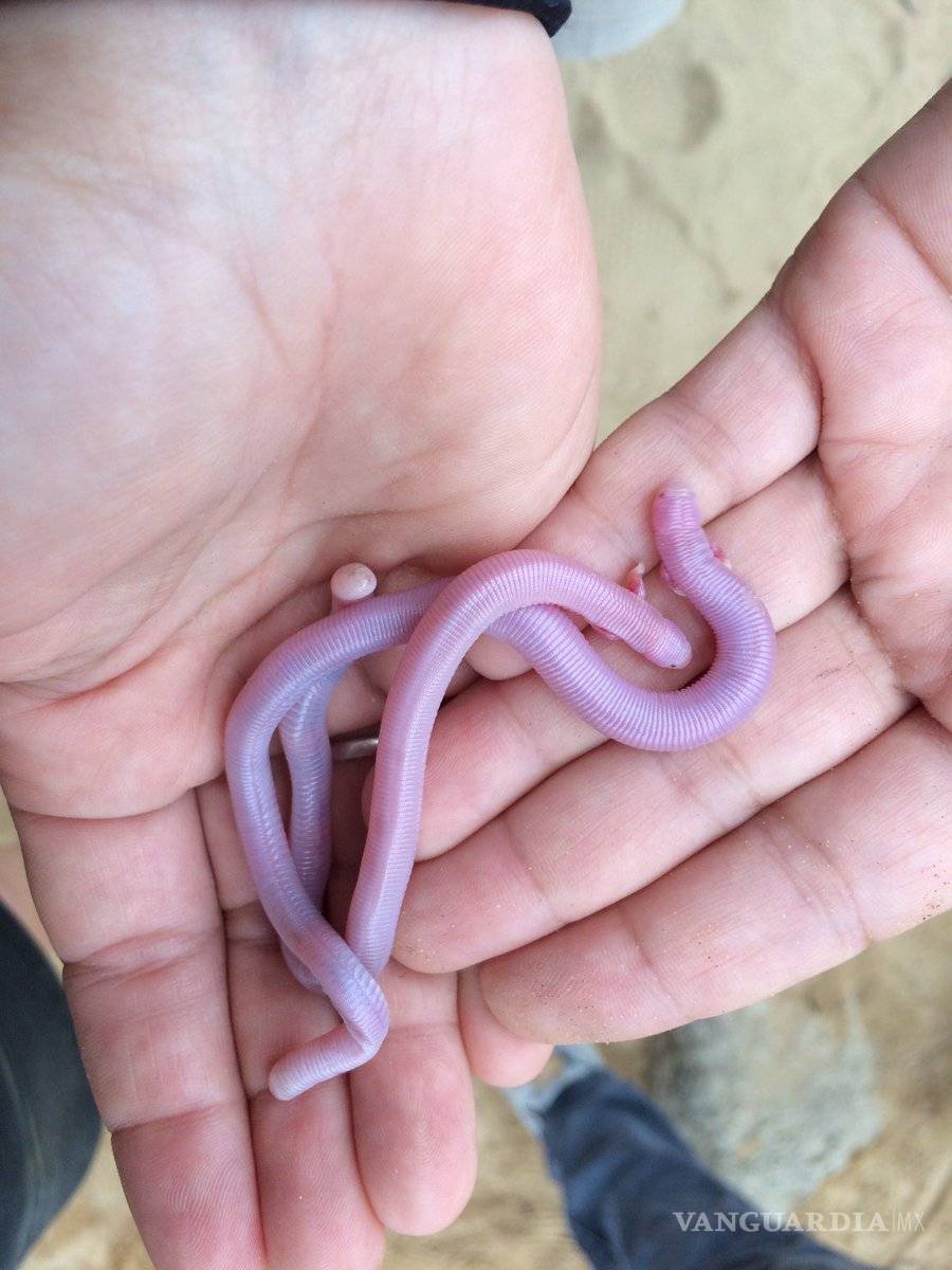 $!Encuentran ‘mítico’ reptil de dos patas en Baja California