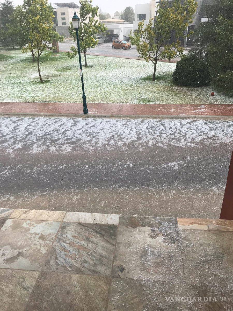 $!Tromba causa caos en norte de Saltillo; caen árboles y panorámicos