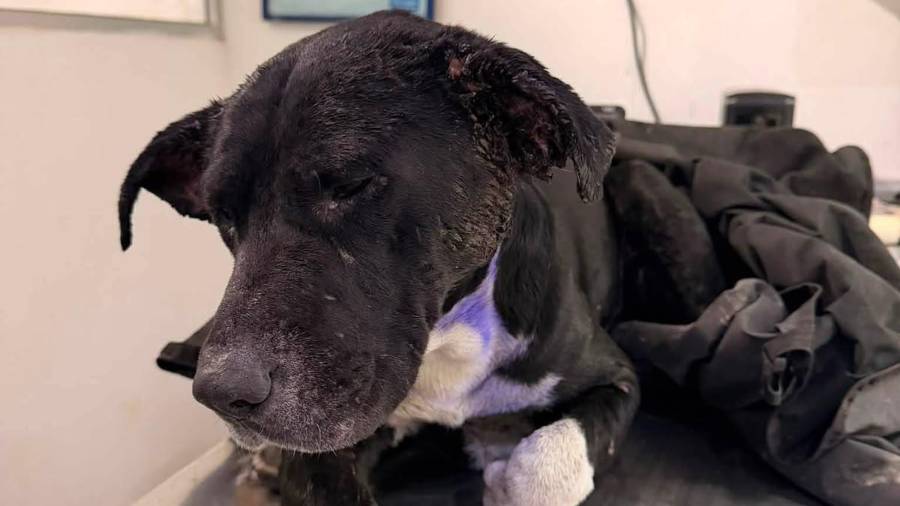 ”Colitas” es uno de los seis casos de gusano barrenador en perros en Saltillo; rescatista pide apoyo para su atención médica.