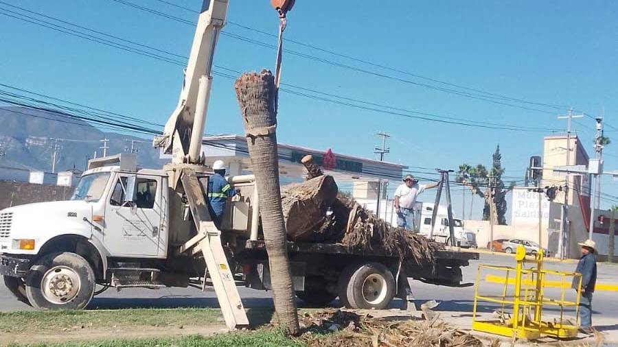 Personal municipal retiró palmas y vegetación dañada en distintos puntos de Saltillo como parte de las acciones implementadas tras las recientes lluvias.